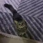 قط ذكر للتزاوج بدون مقابل