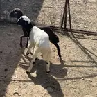 خروف ورخل