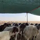 شياه مقنوي اشباب فاخخره