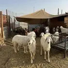 خرفان حري فل الفل