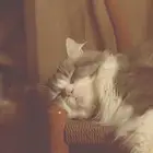 قط ذكر طالب تزاوج للتبني