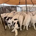 ياهل الزين ياهل الجبر الناهي طليان جبره