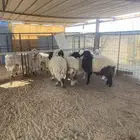 رخال نعيم وحريه ظهورها طيبه