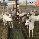 تيوس بلدي