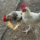 ديوك منوعه العمر من 4 الى 5 شهور