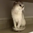 قطط سكوتش منتجه للبيع مستعجل