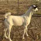 مشروع فحل بيشي صنف الصنف