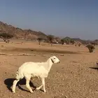 طلي  حبصي
