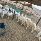 طليان حريه ذبايح