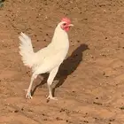 دجاج ابيض لوهان بلدي