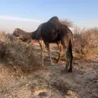 ناقه معشر عشار