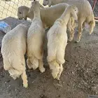 خرفان ذبايح مع التوصيل والسلخ داخل محايل