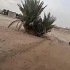 جثيث صفري