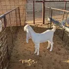 جفره مطوره للبيع