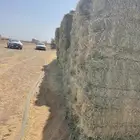 برسيم مخلوط نجيل شد جندير