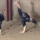 ديك بكستاني سندي للبيع