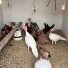 دجاج رومي