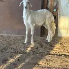 رخل للبيع