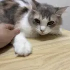 ثلاث قطط شيرازي للبيع