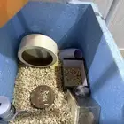 هامستر زوج كامل مع ملحقاته