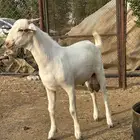 مشروع فحل