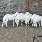 طليان