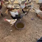 دجاج وديوك للبيع الموقع ام شيح