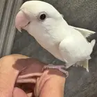 روز البينو هدد