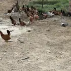 دجاج بلدي