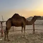 البيع ناقه حايل