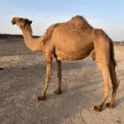 ضروبه مبيوعه بنتها