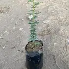 شتلات طلح نجدي