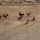 دجاج فرنسي