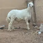 ذبيحه طلي حري نضيف