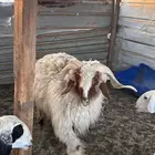 للبيع فحل نعيمي