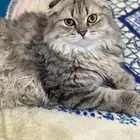 قط ذكر سكواتش فولد للبيع مطعم و (معقم)