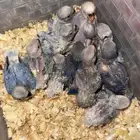 فروخ روز الحبه 80 ريال