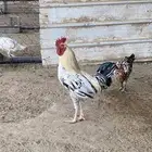 ديكه للبيع
