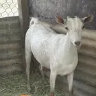 للبيع معزات