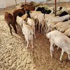 جمله وتفريد برابر وتيوس مرابي 3 شهور
