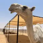 مضلات أبل