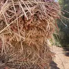 ذره جيزانيه