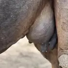 خلفه مصغر كفو