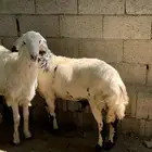 خرفان حري سمان وجبره