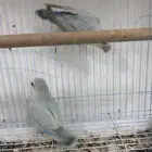 جوز روز
