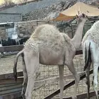 قعود للبيع