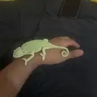 حرباء