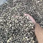 بذار يسر العربي (مورينقا)