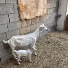 ماعز بيشي