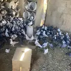 حمام